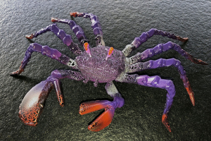 Krabbe "Herkules"