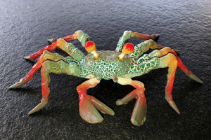 Krabbe "Tango"