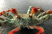 Krabbe "Tango"
