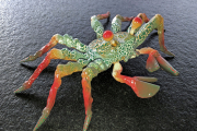 Krabbe "Tango"