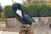 Krähe "Corvus"