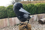 Krähe "Corvus"
