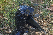 Krähe "Munin"