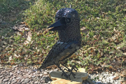 Krähe "Munin"