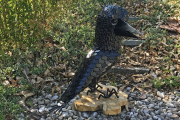 Krähe "Munin"